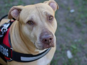 What Exactly is a Service Dog, and how to Travel With one!